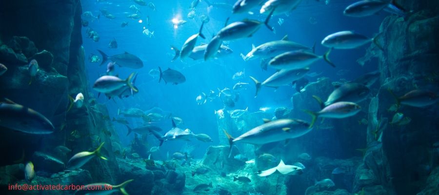 活性炭用於水族箱