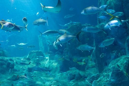 水族館和魚塘