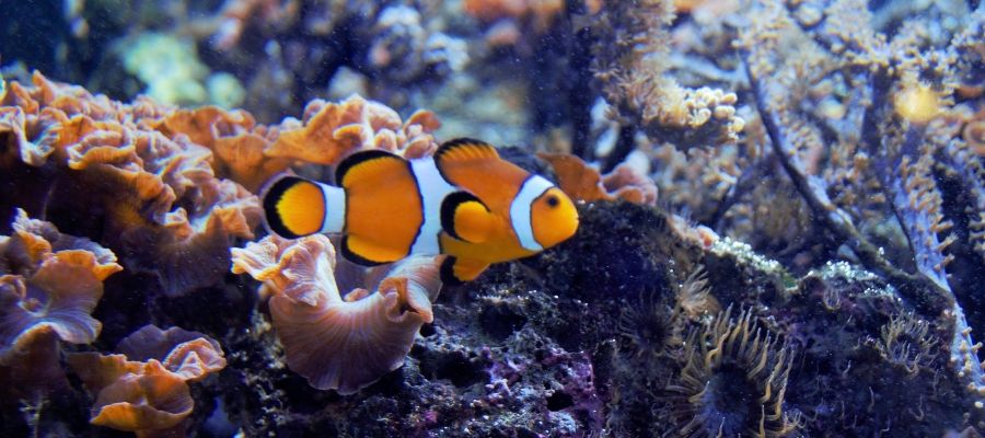 活性炭用於水族館